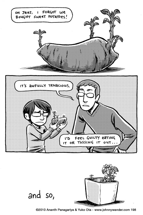 you've named it, of course you can't eat it now 198 - sweetie pie the sweet potato