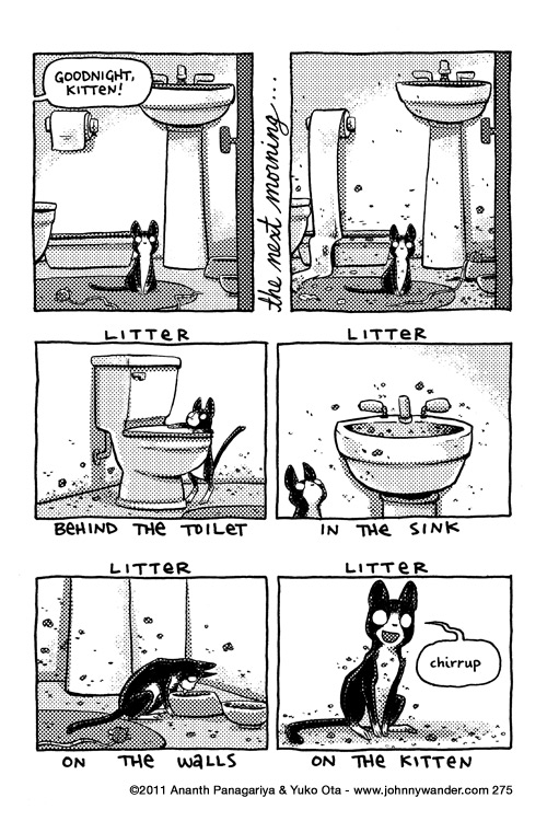welp, time for a bath. :| 275 - kitten quarantine
