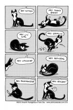 312 - kitten of a hundred names